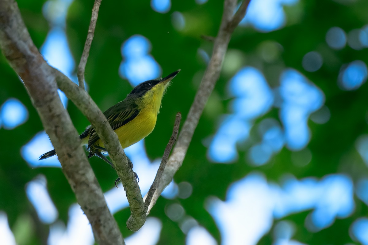Common Tody-Flycatcher - ML646913893