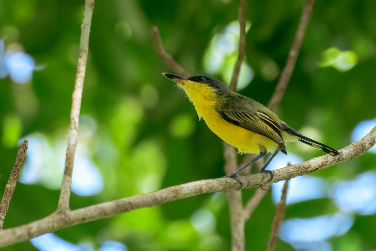 Common Tody-Flycatcher - ML646913894