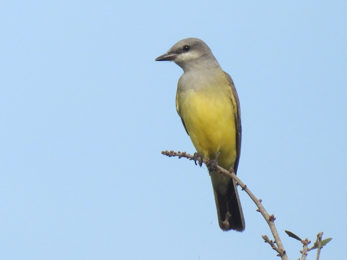 Western Kingbird - ML646913895