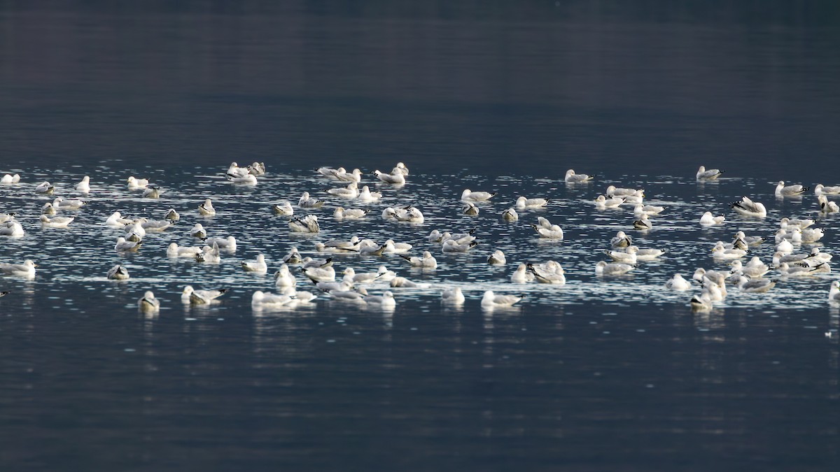שחף עקוד-מקור - ML646913898