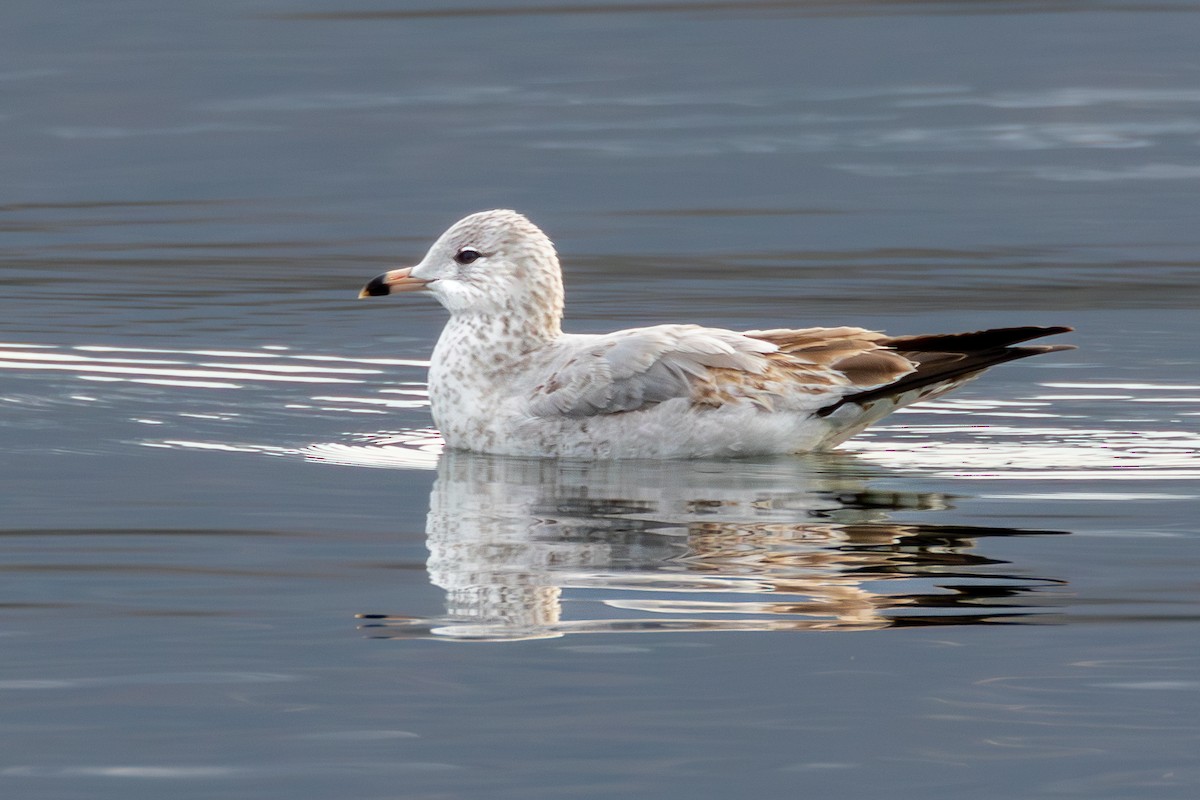 שחף עקוד-מקור - ML646913900