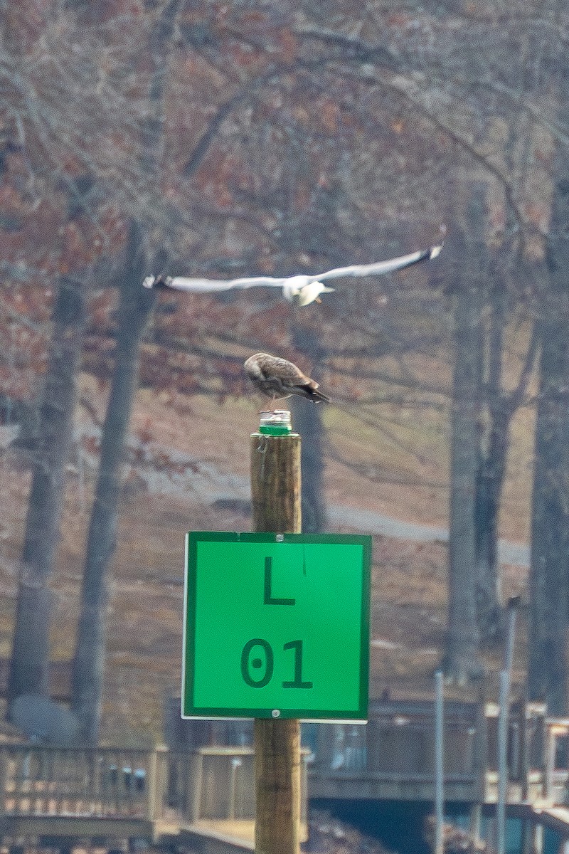 שחף עקוד-מקור - ML646913901