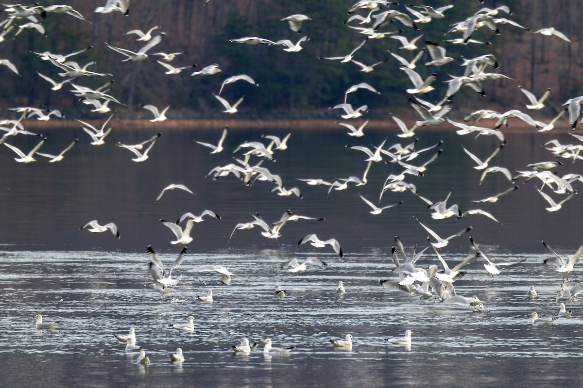 שחף עקוד-מקור - ML646913902