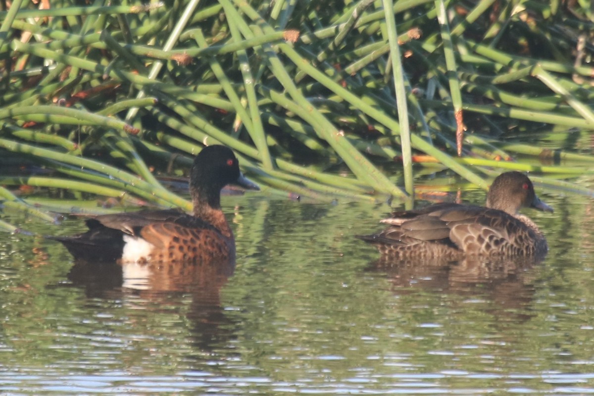 Chestnut Teal - ML646913903