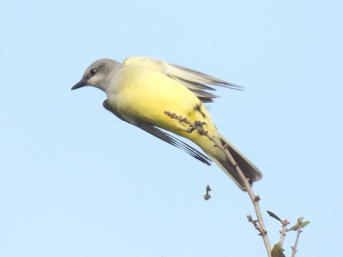 Western Kingbird - ML646913904