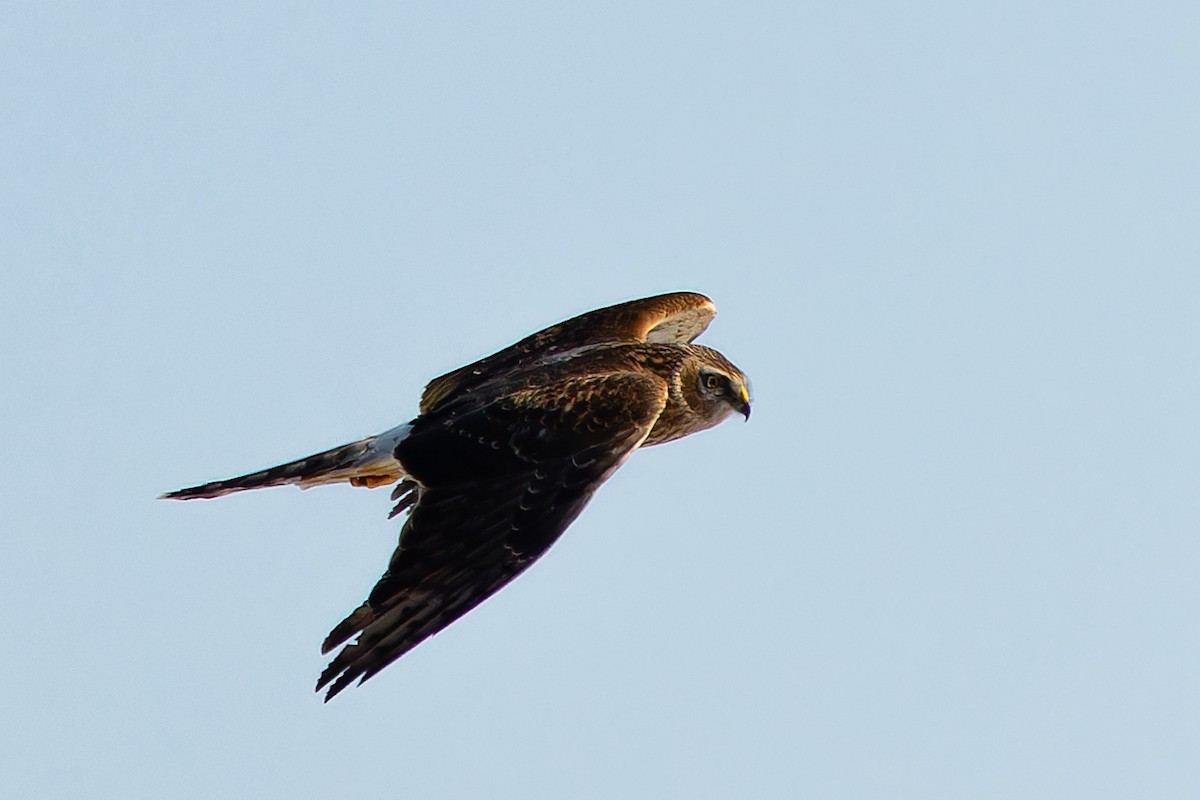 Hen Harrier - ML646913906