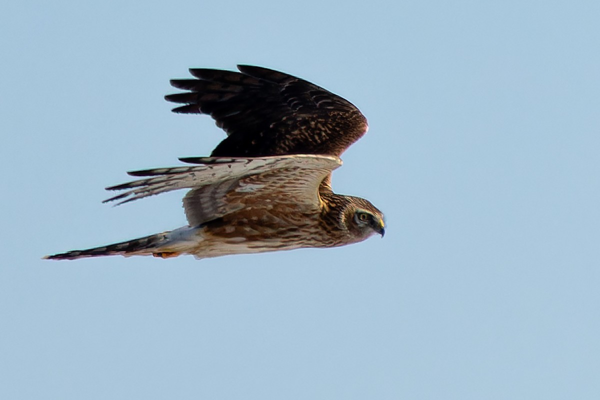 Hen Harrier - ML646913908