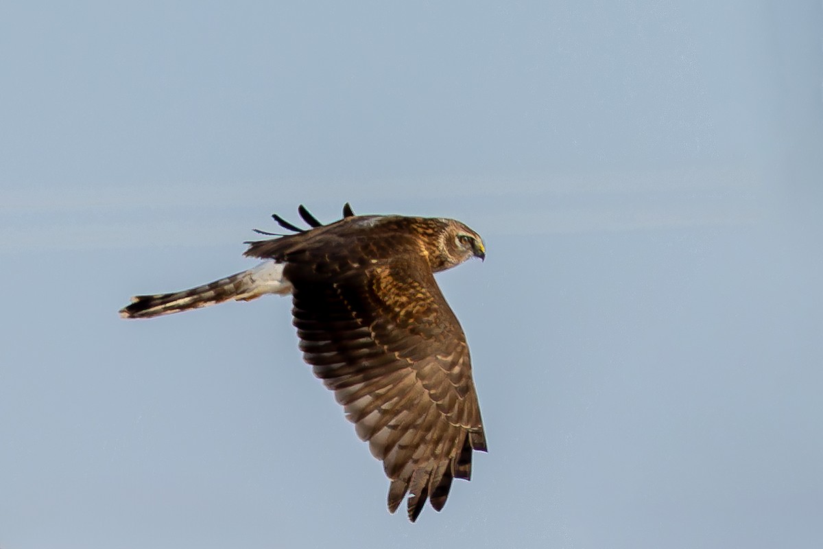 Hen Harrier - ML646913909