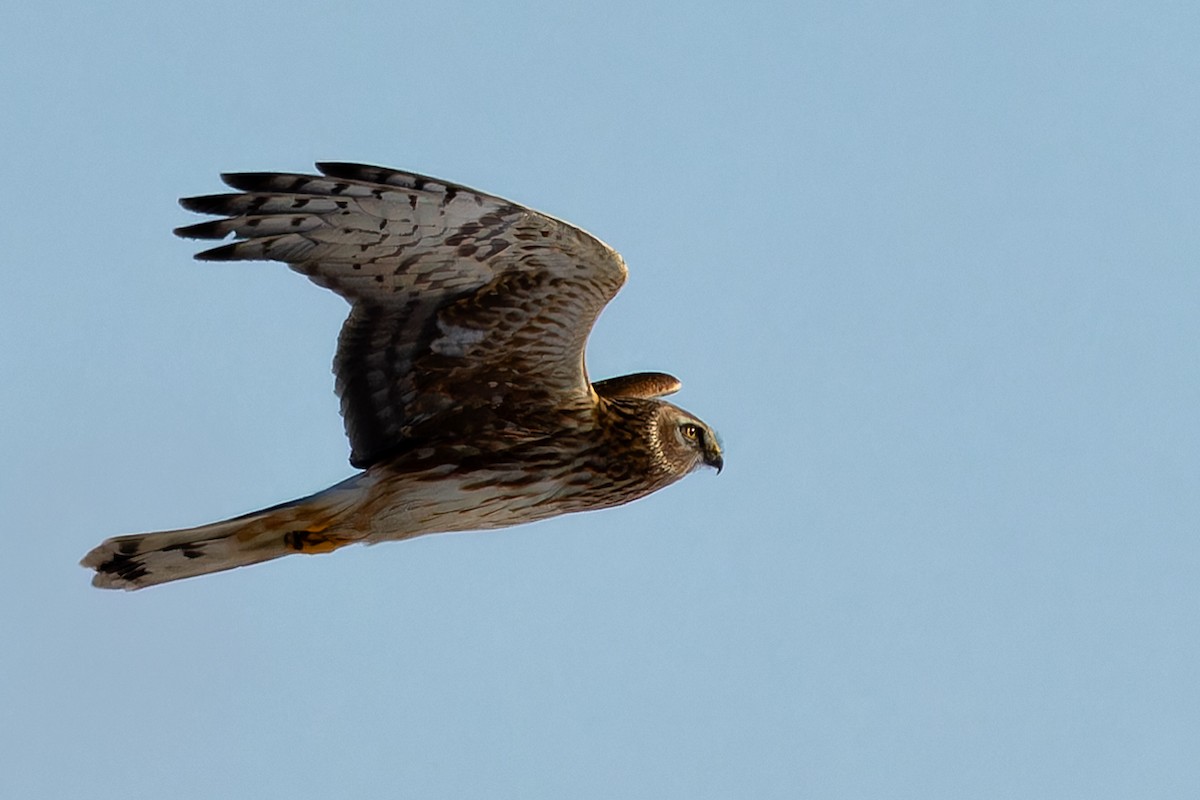 Hen Harrier - ML646913910