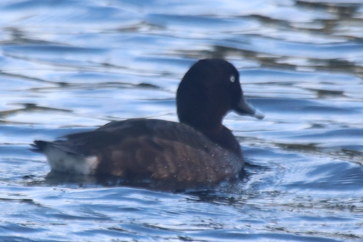 Hardhead - ML646913914