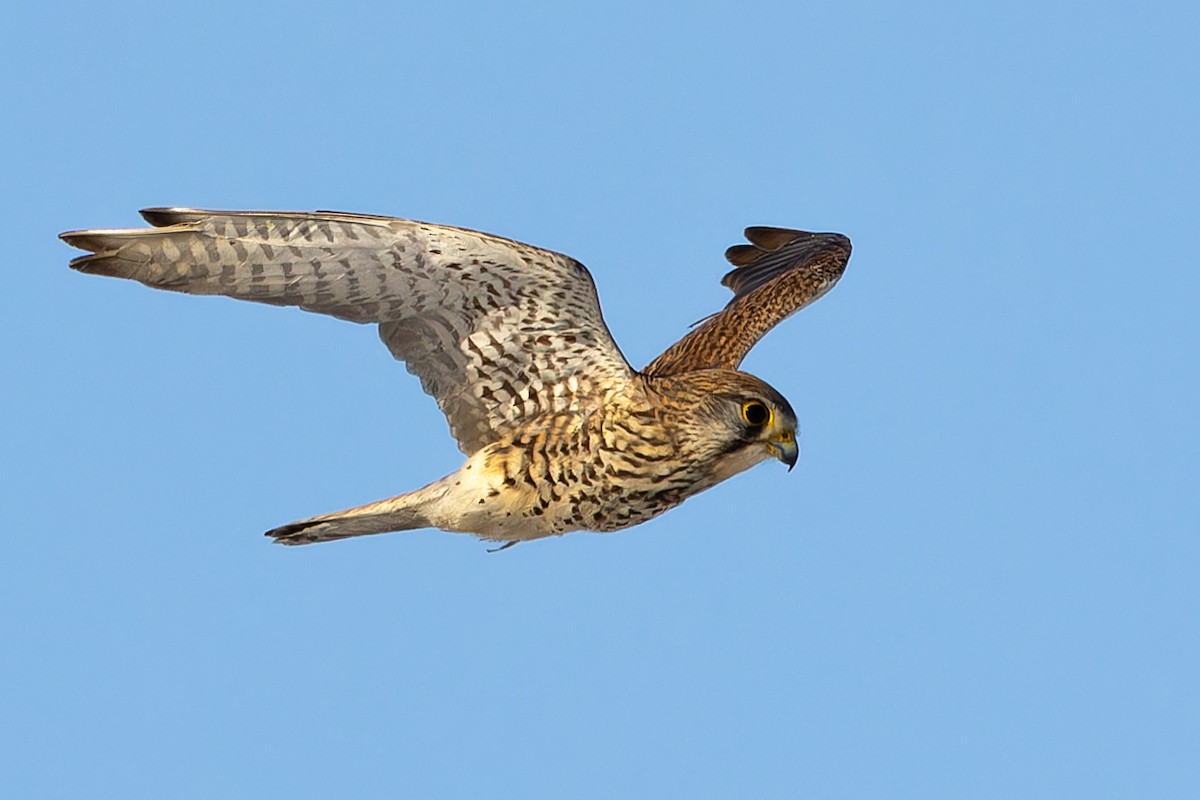 tårnfalk - ML646913916