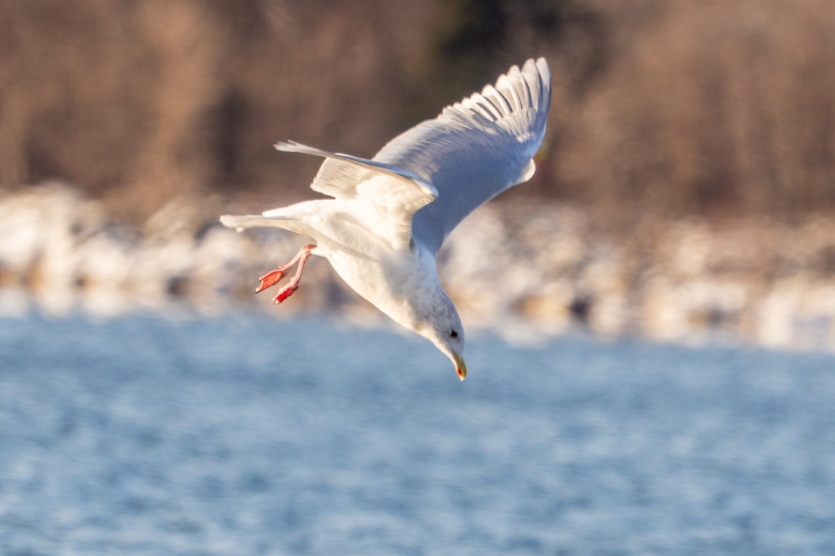 Goéland arctique - ML646913922