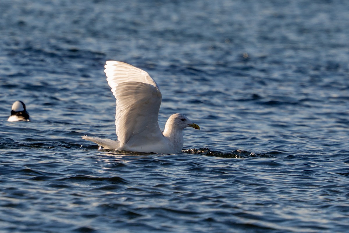 Goéland arctique - ML646913923