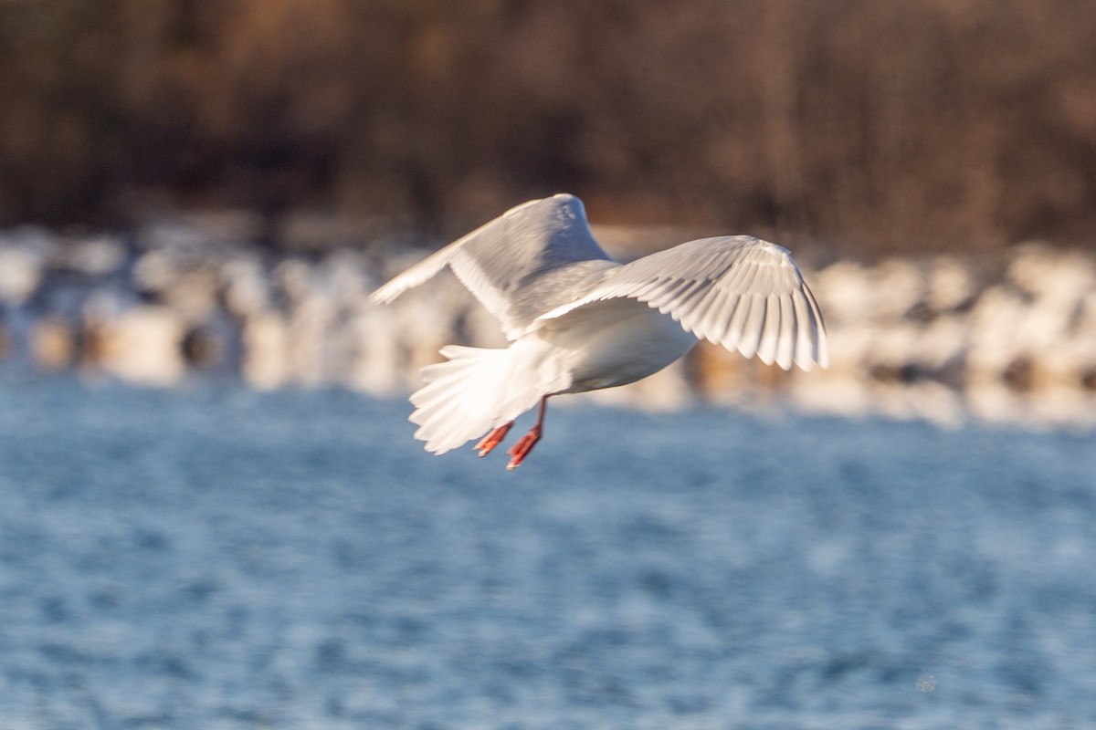 Goéland arctique - ML646913924