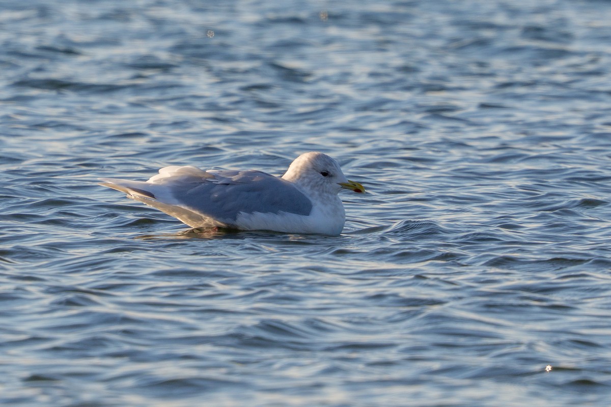 Goéland arctique - ML646913925