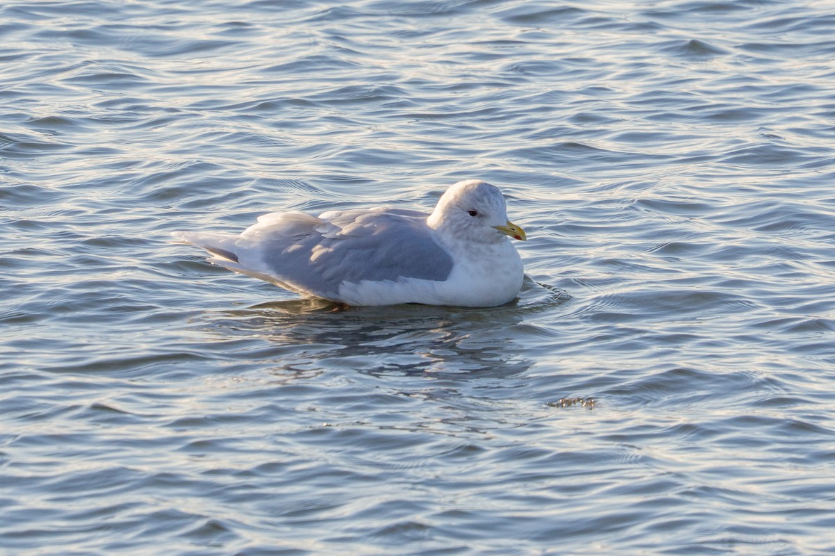 Goéland arctique - ML646913926