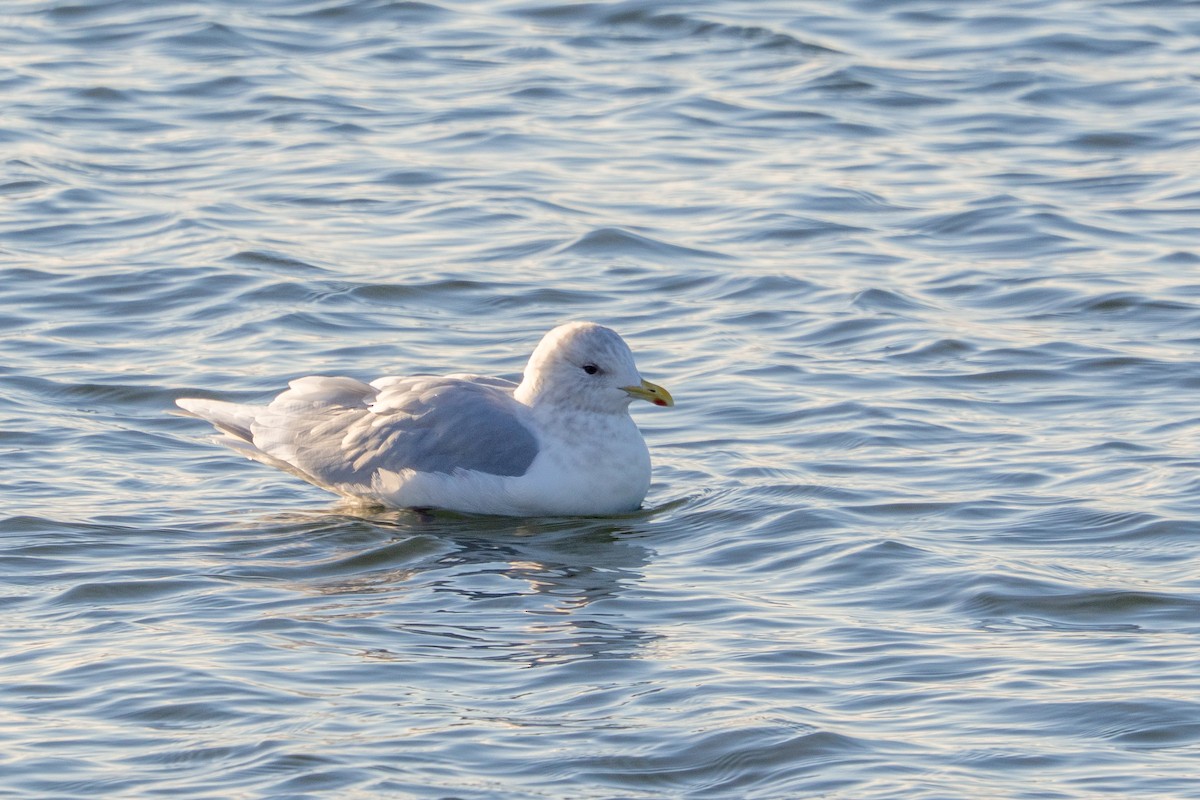 Goéland arctique - ML646913927