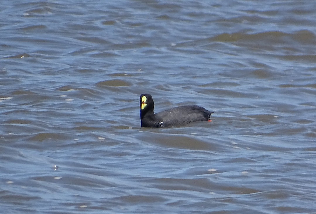 Red-gartered Coot - ML646913928