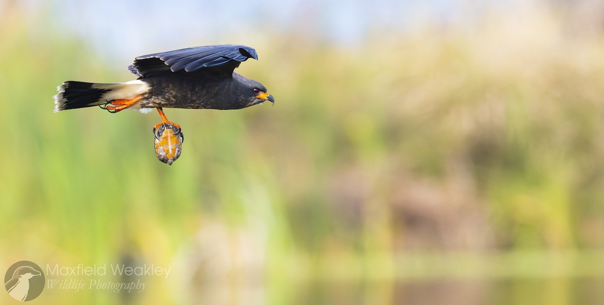 Snail Kite - ML646913929