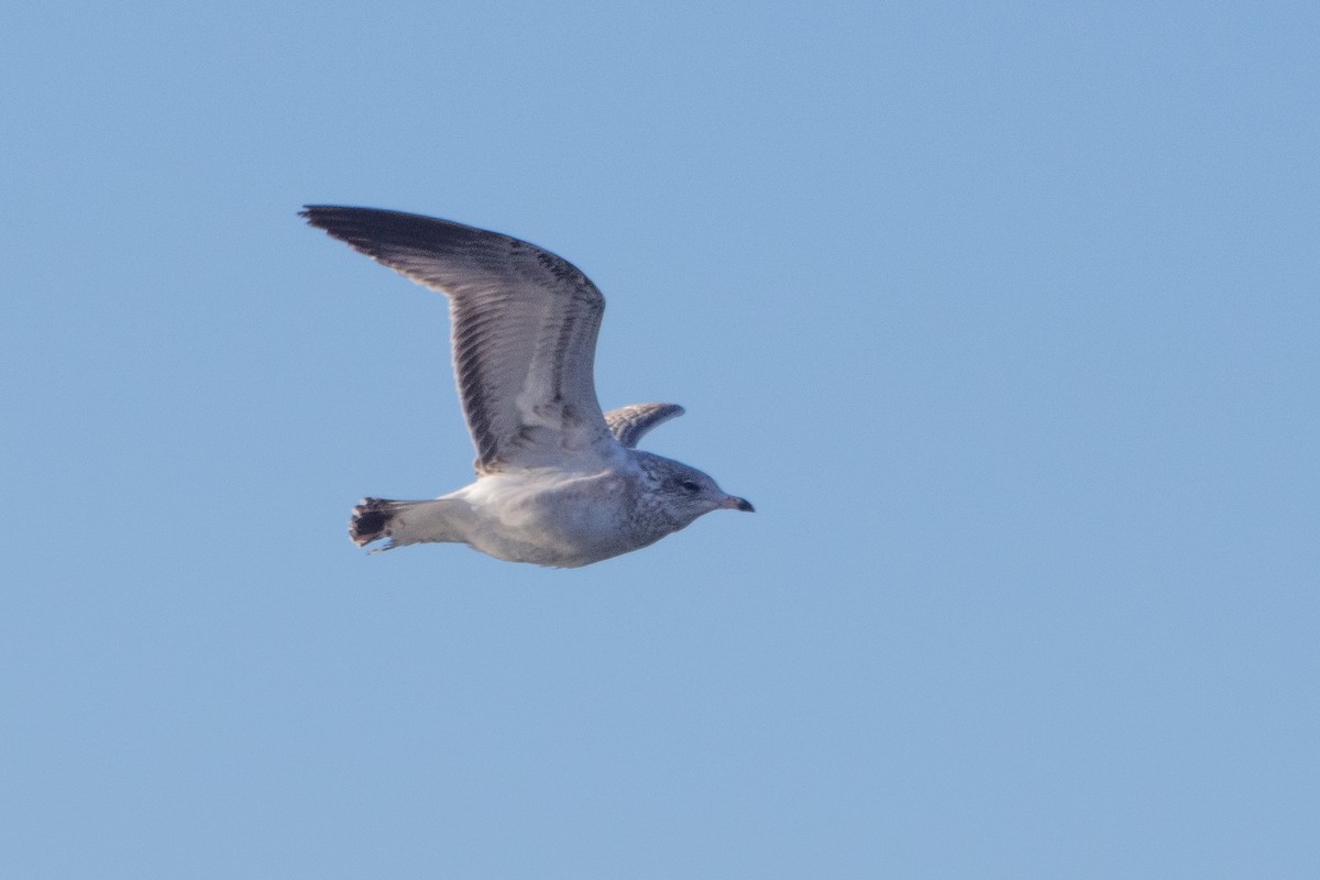 Goéland à bec cerclé - ML646913936