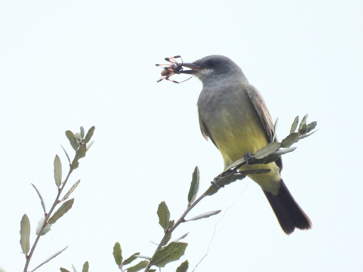 Cassin's Kingbird - ML646913937