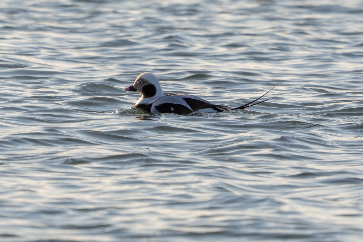 Harelde kakawi - ML646913940