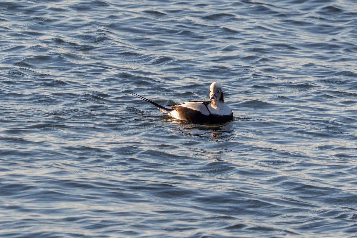 Harelde kakawi - ML646913941