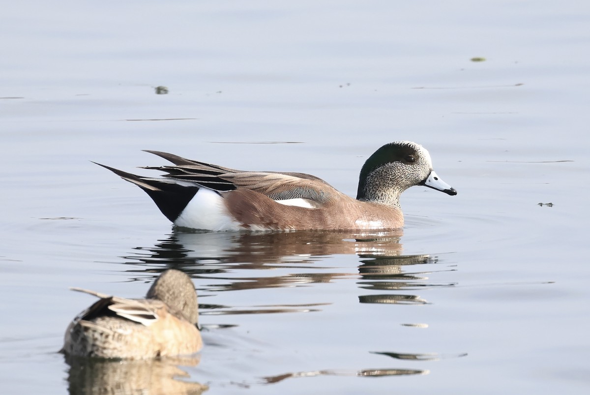 American Wigeon - ML646913949