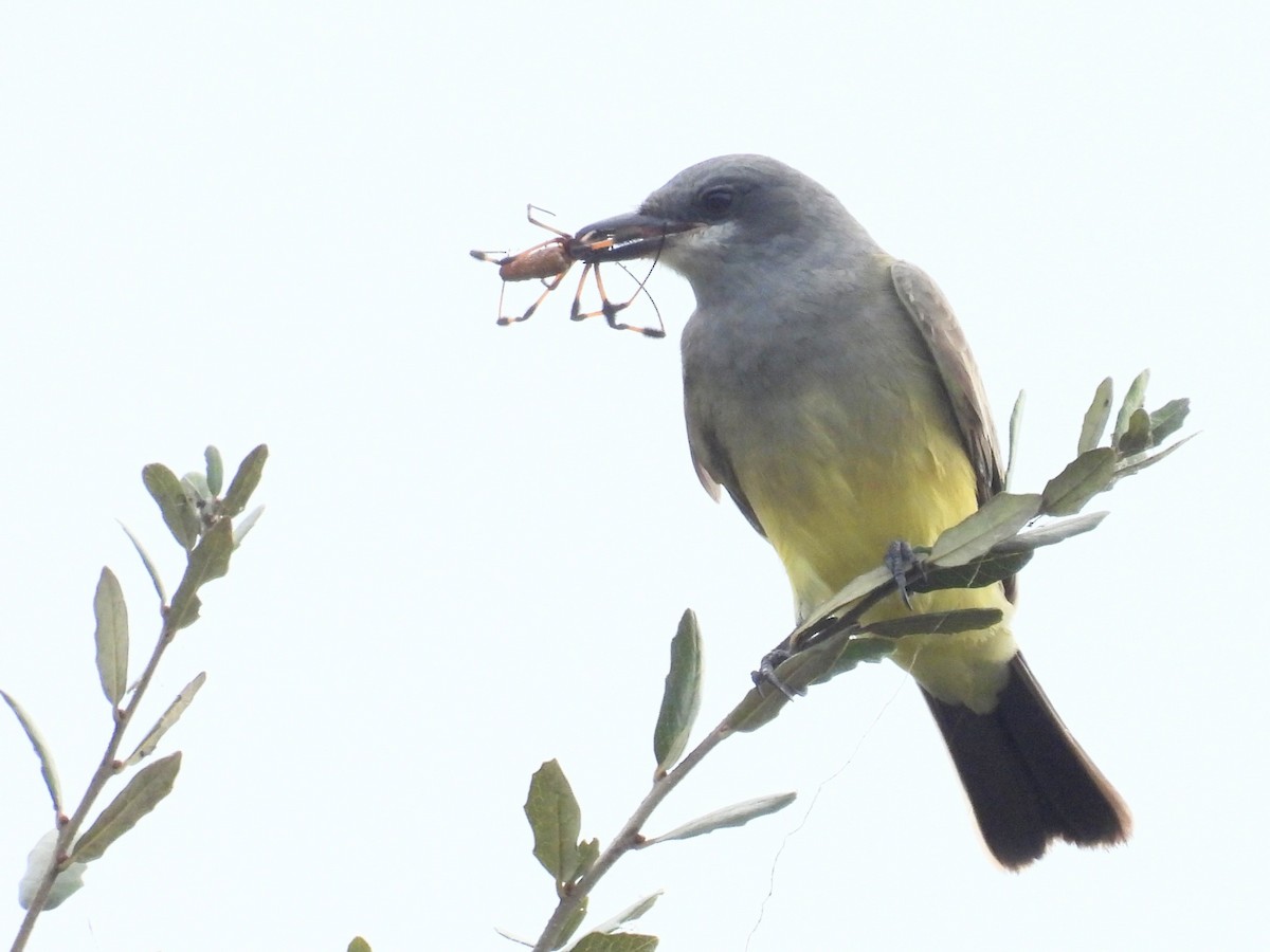 Cassin's Kingbird - ML646913954