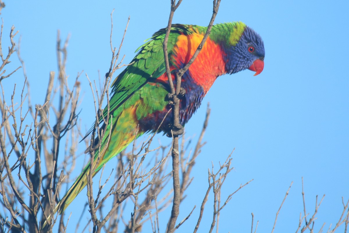 Rainbow Lorikeet - ML646913956