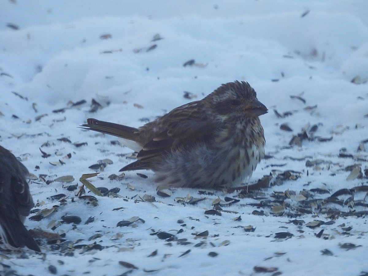Purple Finch - ML646913959