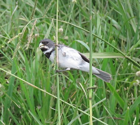 Double-collared Seedeater - ML646913961