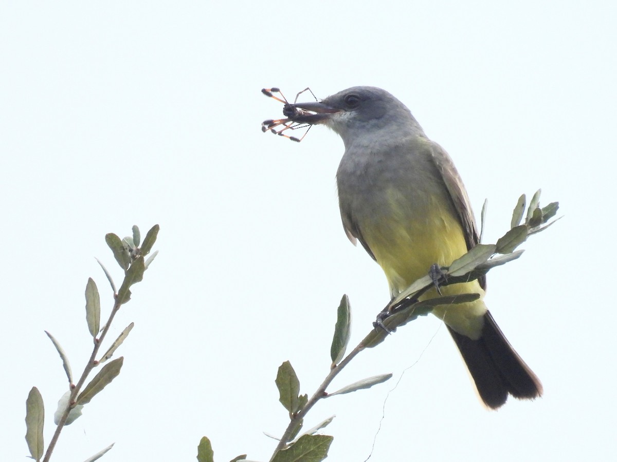 Cassin's Kingbird - ML646913962