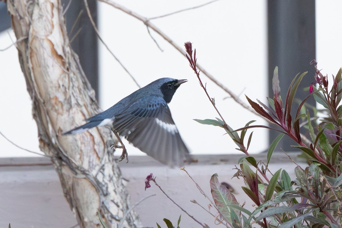 Black-throated Blue Warbler - ML646913963