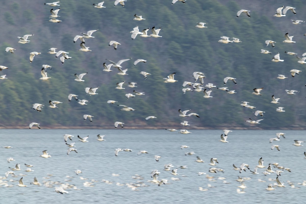 שחף עקוד-מקור - ML646913965
