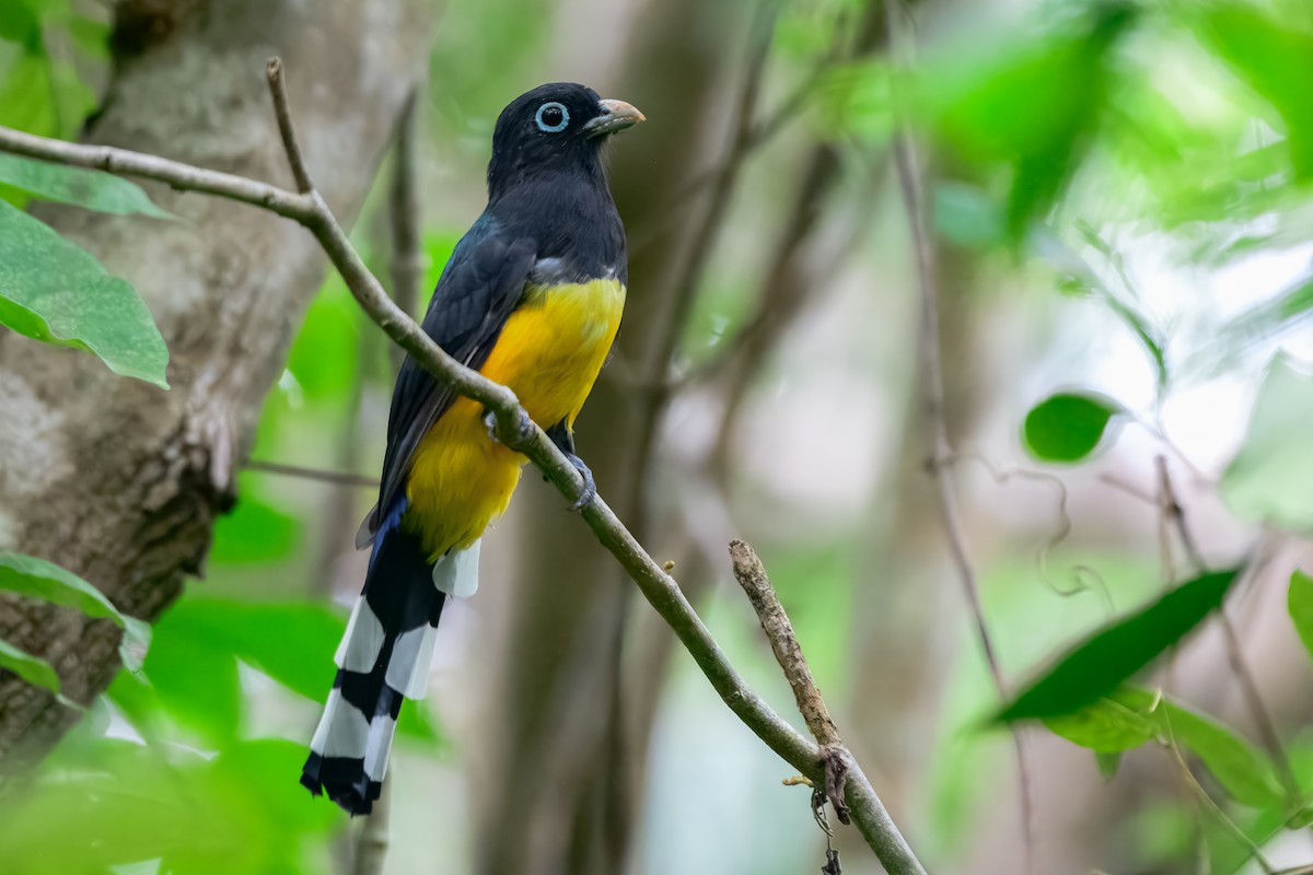 Black-headed Trogon - ML646913966