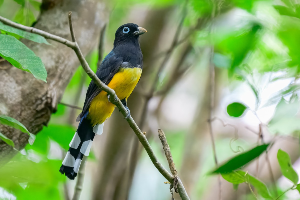 Black-headed Trogon - ML646913967