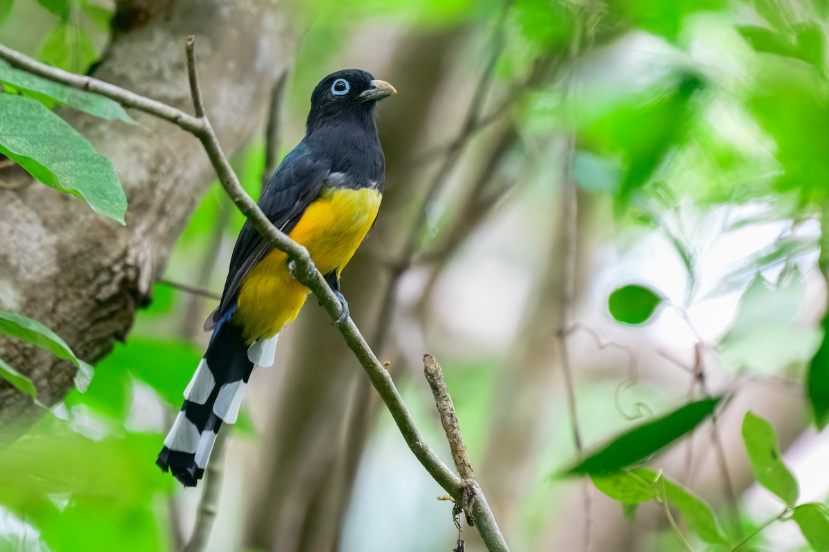 Black-headed Trogon - ML646913968