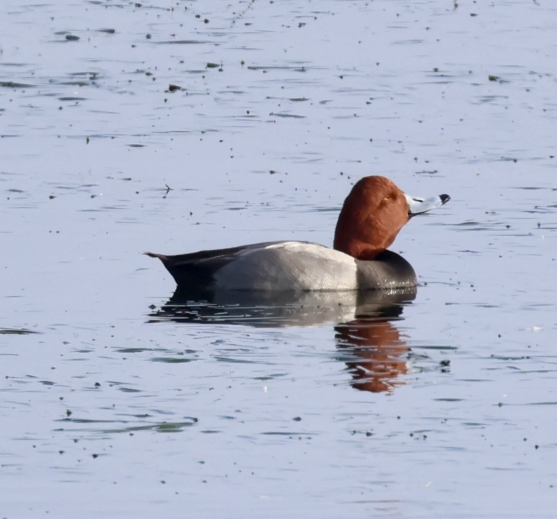 Redhead - ML646913969
