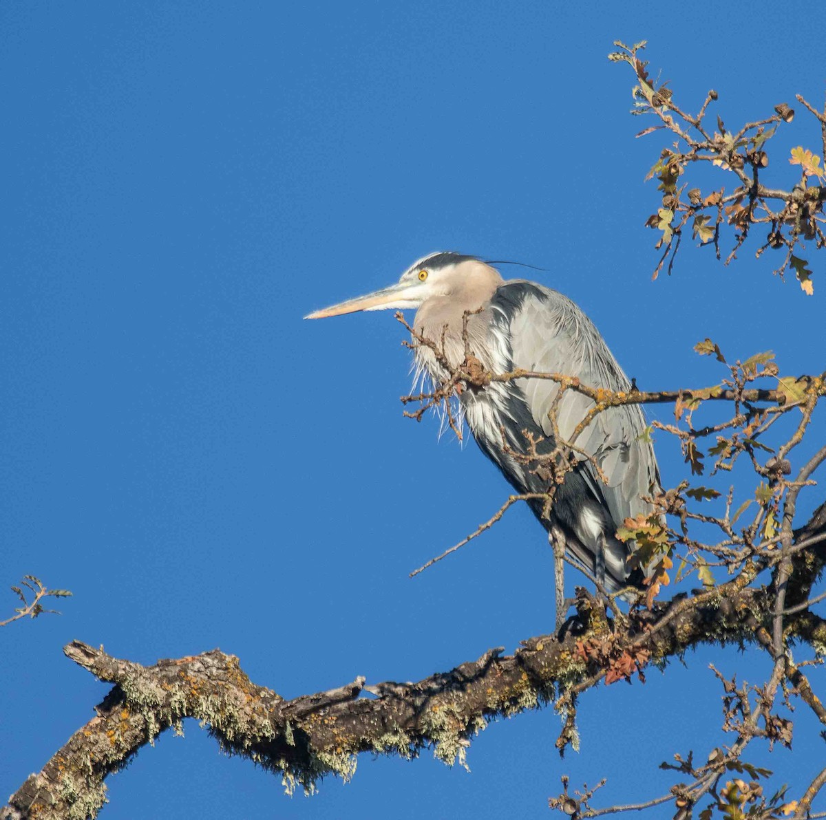 Great Blue Heron - ML646913983