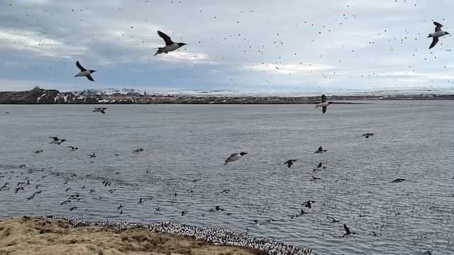 אורייה מצויה - ML646913984