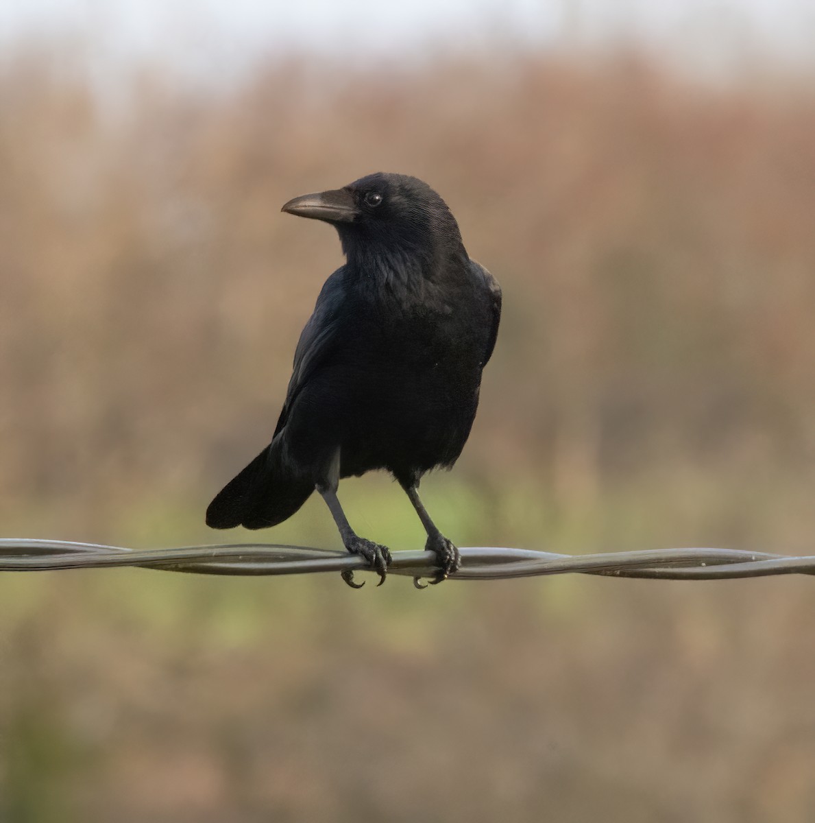 vrána černá - ML646913985