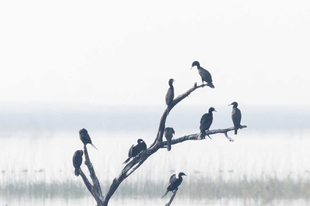 Индийский баклан - ML646913986