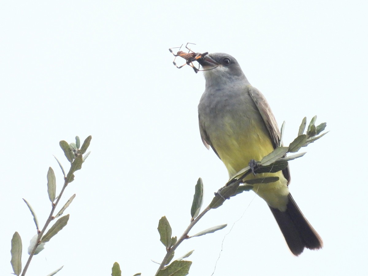Cassin's Kingbird - ML646913987