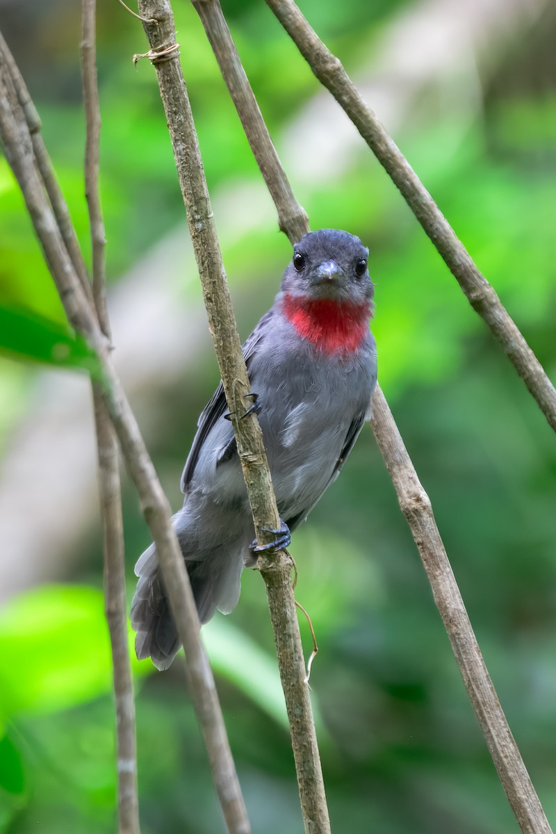 Rose-throated Becard - ML646913989