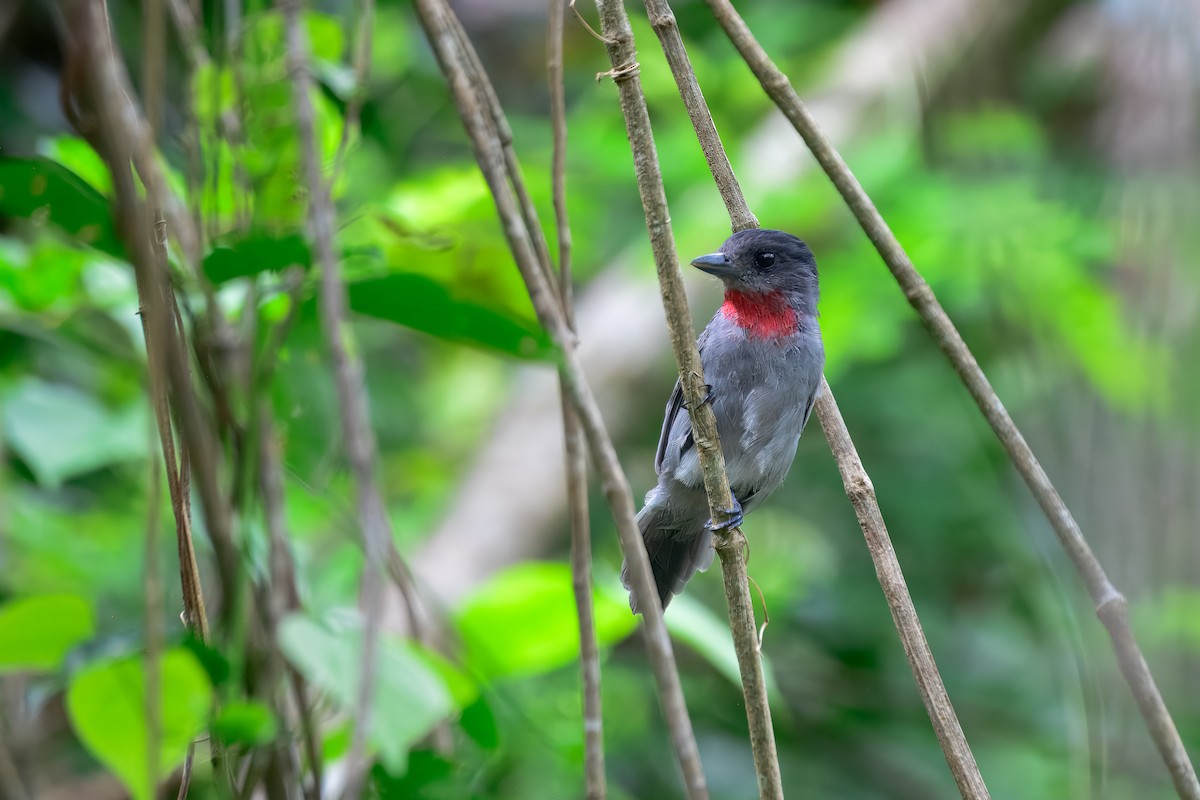 Rose-throated Becard - ML646913990