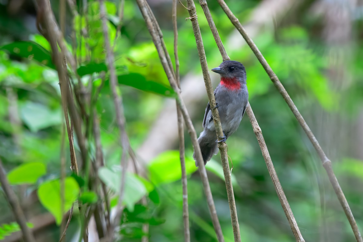 Rose-throated Becard - ML646913991