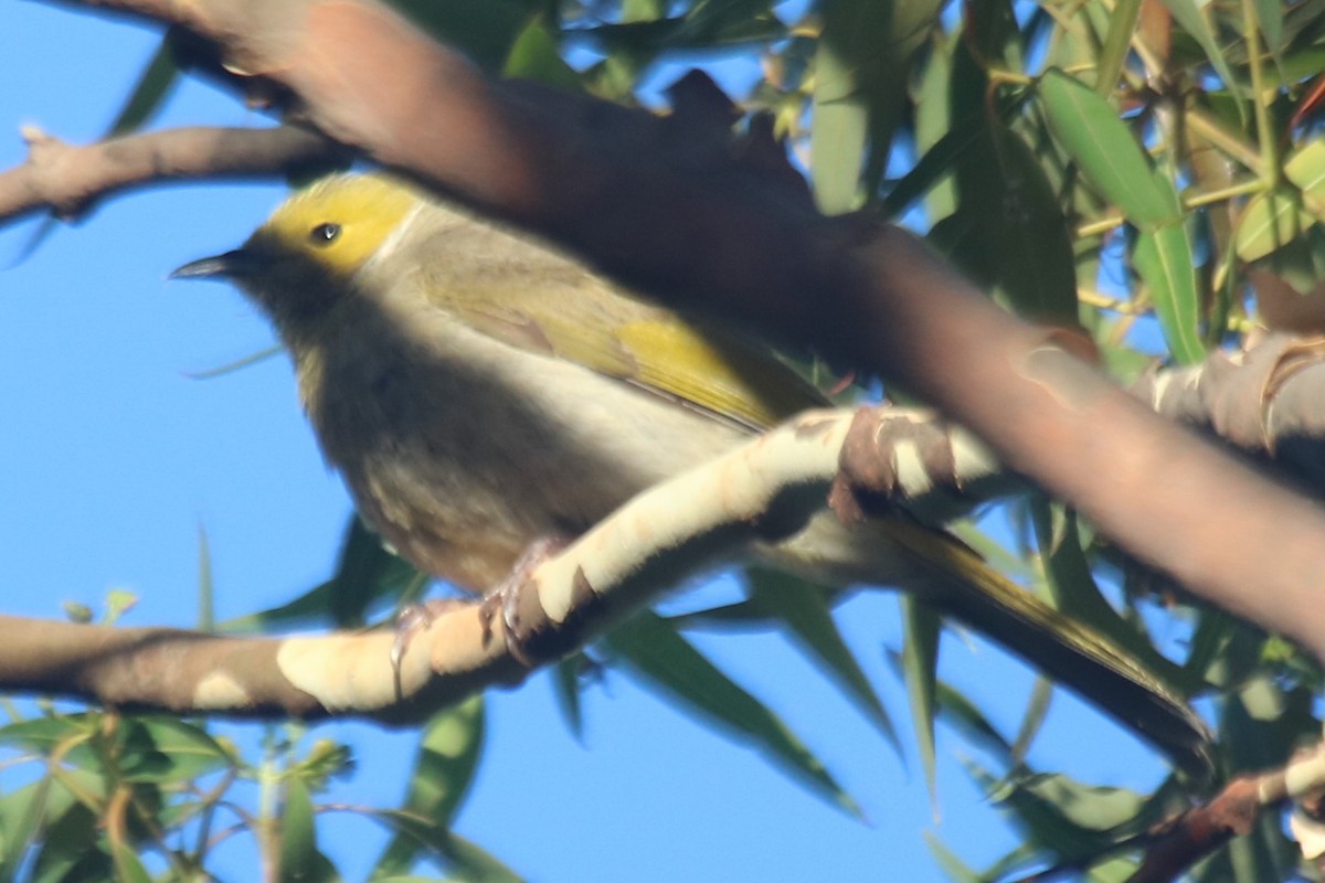 White-plumed Honeyeater - ML646913994