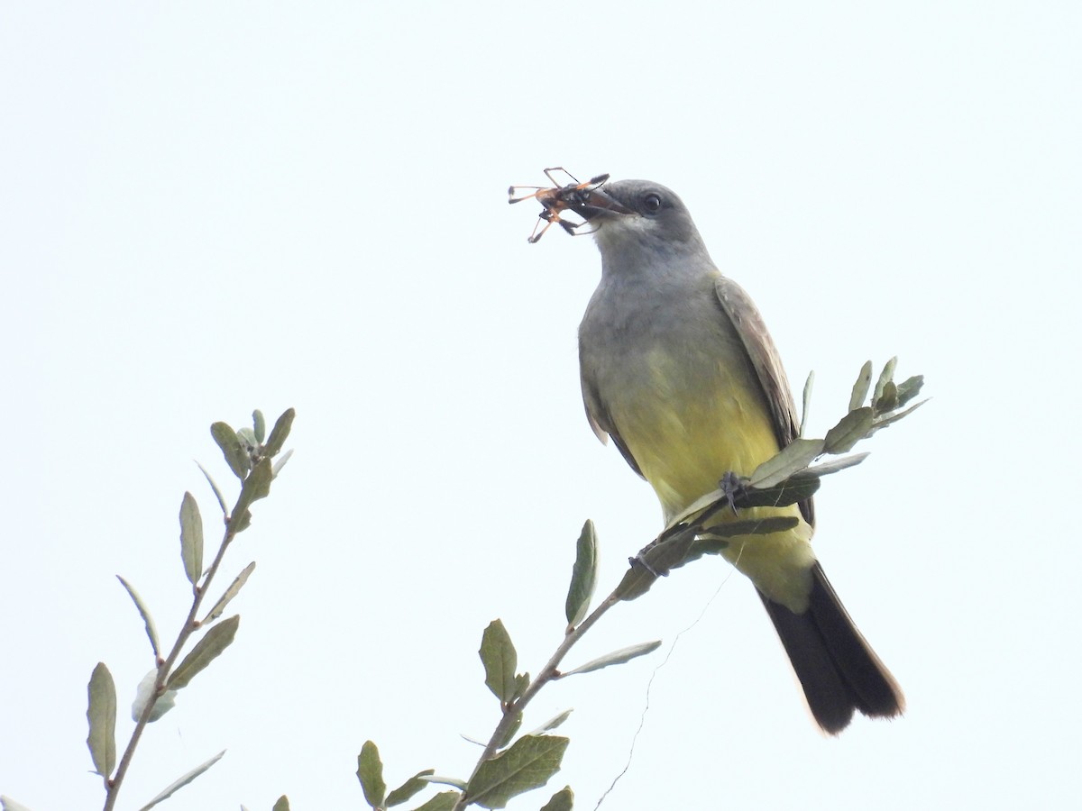 Cassin's Kingbird - ML646913995