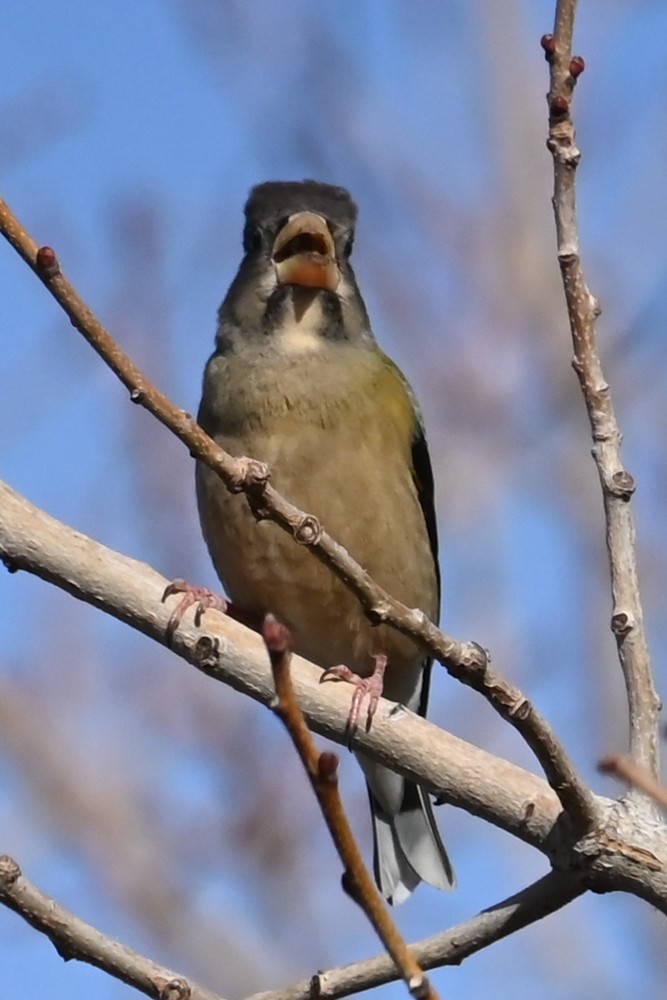 Evening Grosbeak - ML646913996